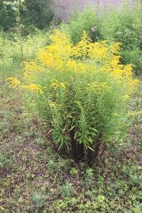 <i>Solidago canadensis</i>