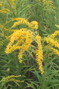 <i>Solidago canadensis</i>