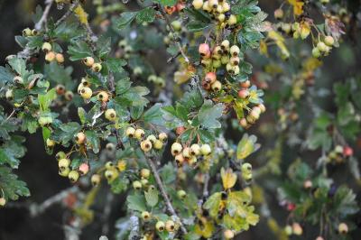 <i>Crataegus monogyna</i>