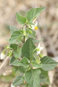 <i>Solanum nigrum</i>