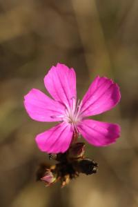 <i>Dianthus armeria</i>