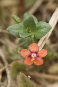 <i>Lysimachia arvensis</i>