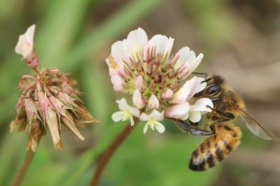 <i>Trifolium repens</i>
