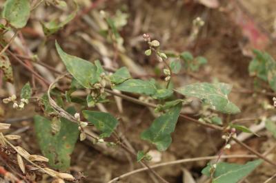 <i>Fallopia convolvulus</i>