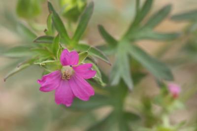<i>Geranium columbinum</i>