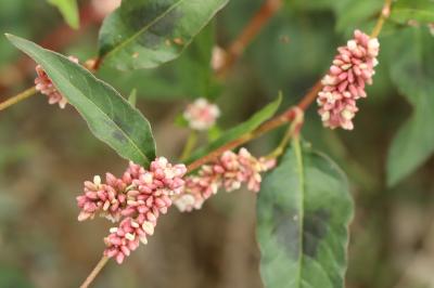 <i>Persicaria maculosa</i>