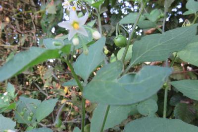 <i>Solanum nigrum</i>