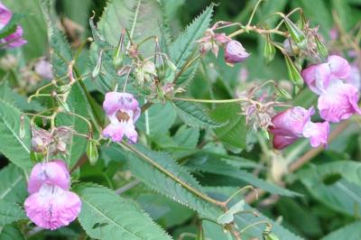 <i>Impatiens glandulifera</i>