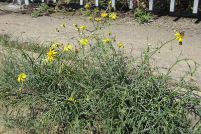 <i>Senecio inaequidens</i>