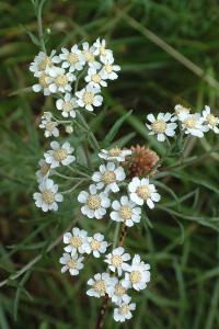 <i>Achillea ptarmica</i>