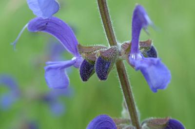 <i>Salvia pratensis</i>