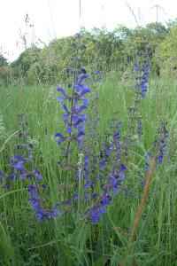 <i>Salvia pratensis</i>
