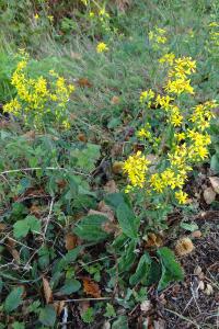 <i>Solidago virgaurea</i>