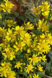 <i>Solidago virgaurea</i>