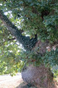 <i>Quercus robur</i>