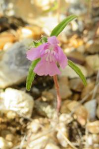 <i>Galeopsis angustifolia</i>