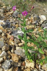 <i>Epilobium hirsutum</i>