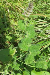 <i>Mentha suaveolens</i>