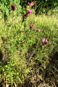 <i>Serratula tinctoria</i>