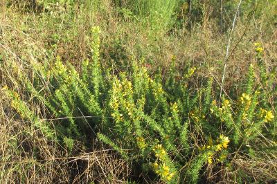<i>Ulex minor</i>