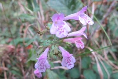 <i>Clinopodium nepeta</i>