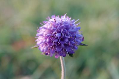 <i>Succisa pratensis</i>