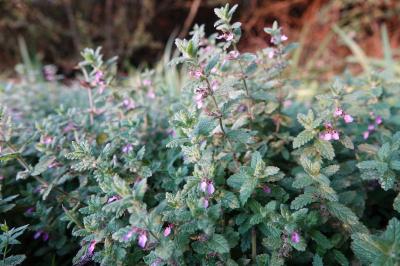 <i>Teucrium scordium</i>