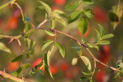 <i>Rosa canina</i>