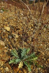 <i>Glaucium flavum</i>