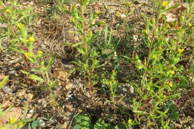 <i>Dittrichia graveolens</i>