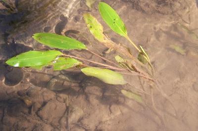 <i>Potamogeton nodosus</i>