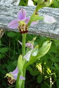 <i>Ophrys apifera</i>