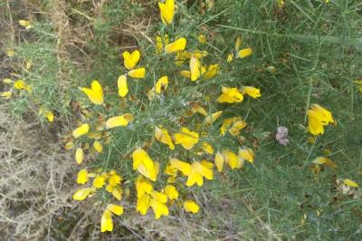 <i>Ulex europaeus</i>