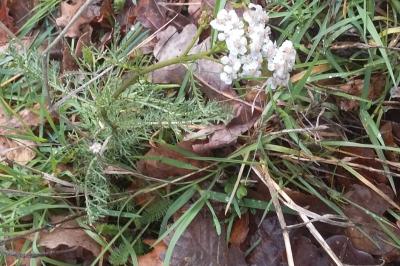<i>Achillea millefolium</i>