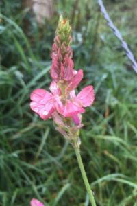 <i>Onobrychis viciifolia</i>