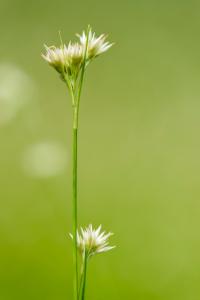 <i>Rhynchospora alba</i>