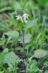 <i>Solanum nigrum</i>