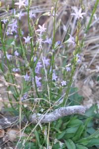 <i>Campanula rapunculus</i>