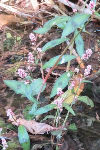 <i>Persicaria maculosa</i>