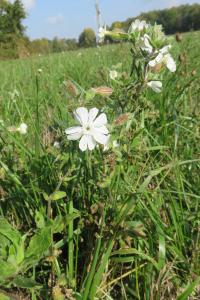 <i>Silene latifolia</i>