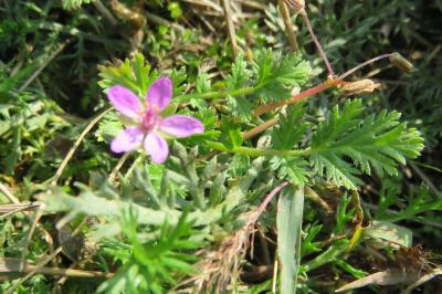 <i>Erodium cicutarium</i>