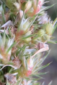 <i>Amaranthus hybridus</i>