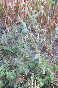 <i>Amaranthus hybridus</i>