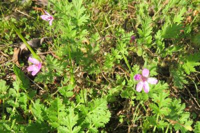 <i>Erodium cicutarium</i>