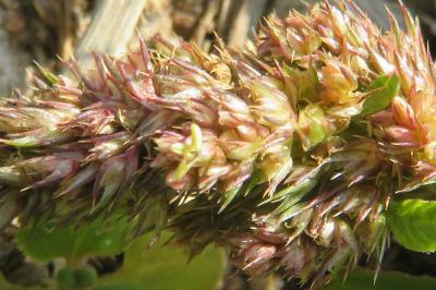 <i>Amaranthus hybridus</i>