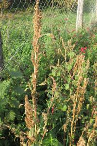 <i>Amaranthus hybridus</i>