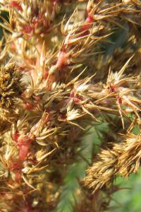 <i>Amaranthus hybridus</i>