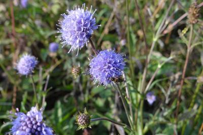 <i>Succisa pratensis</i>