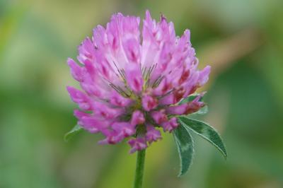 <i>Trifolium pratense</i>
