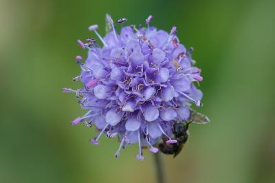 <i>Succisa pratensis</i>